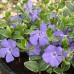 Vinca minor Blue and Gold C2